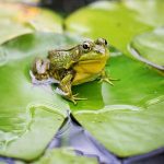 grenouille